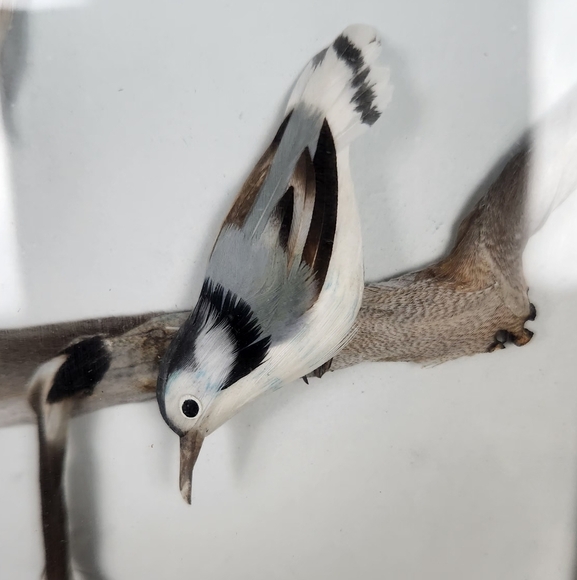 Framed White-Breasted Nuthatch Birds Featherwork Art Shadow Box Unsigned Vintage - Picture 2 of 9